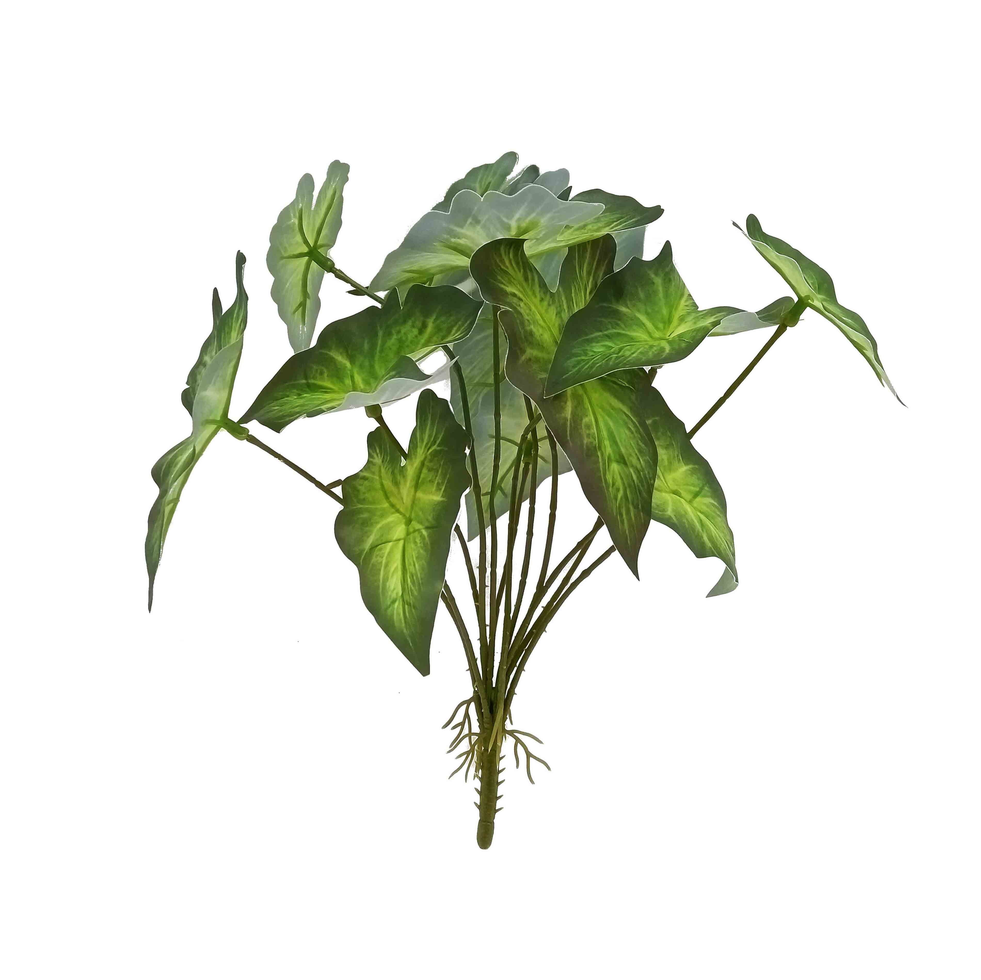 Greenary Alocasia Bush 18x18x26cm(12/96)