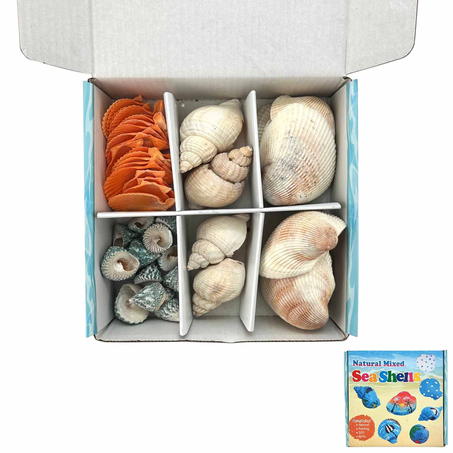 Painting Sea Shells-Mixed (6/6)