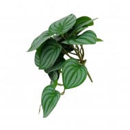 Greenary Calathea Bush 22x22x18cm(12/96)