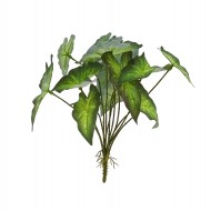 Greenary Alocasia Bush 18x18x26cm(12/96)