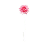 Spider Gerbera Spray 55cmH-HPink(24/144)